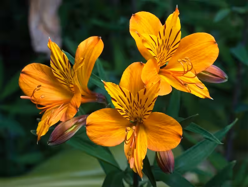 alstroemeria