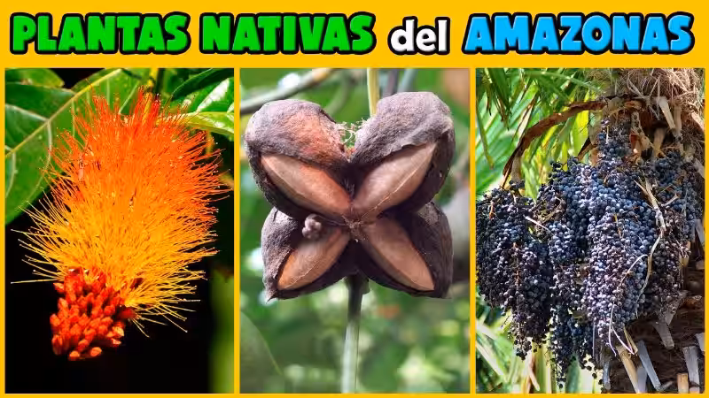 Amazonas: El Tesoro Verde del Planeta y el Poder de sus Plantas