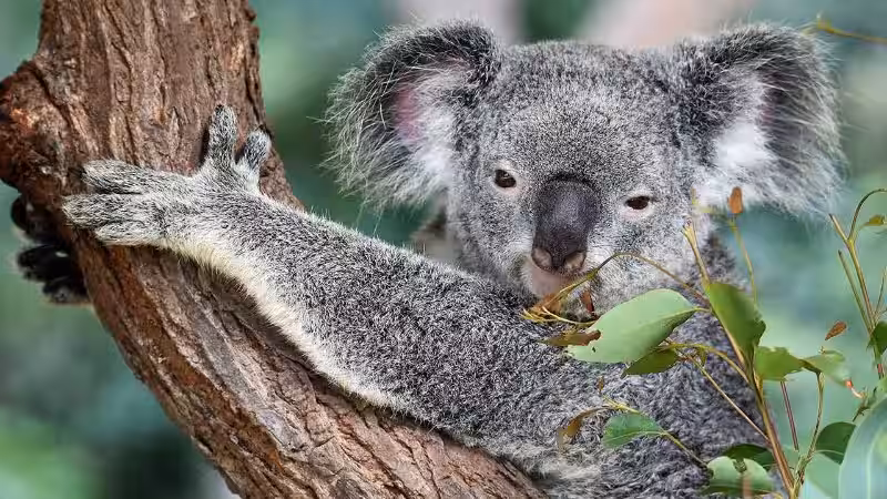 Australia: Un Tesoro de Fauna Única y la Urgencia del Cuidado Ambiental