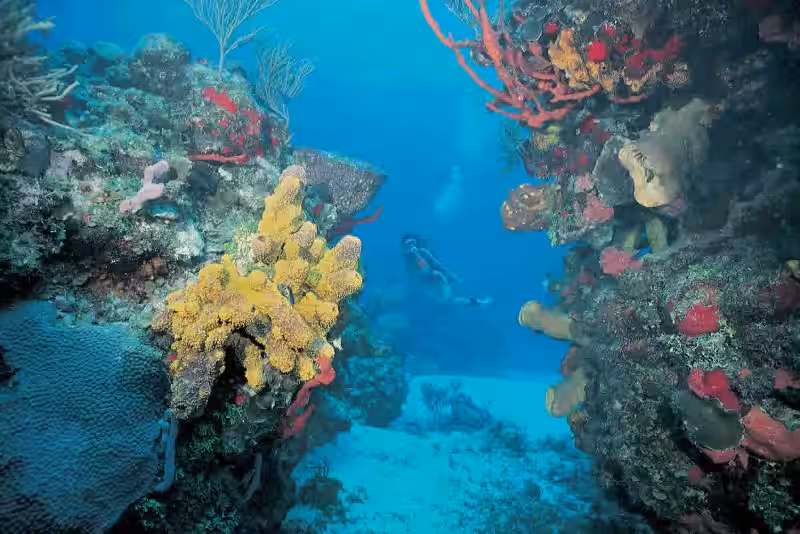 Arrecifes de Cancún: Tesoros Submarinos en Peligro y Cómo Protegemos Nuestro Futuro