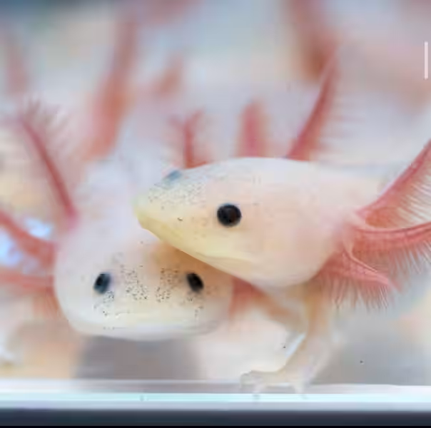 El Mágico Axolote Leucístico: Un Tesoro Mexicano que Necesita Nuestro Cuidado Ambiental