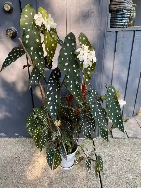 begonia_maculata