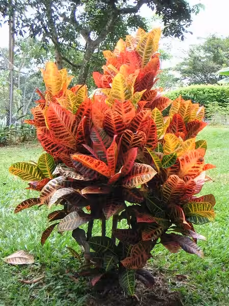 Descubriendo el Codiaeum Variegatum: Belleza Exótica y Cuidado Ambiental