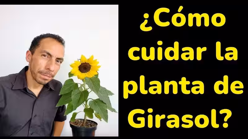 El Arte de Cuidar un Girasol Pequeño: Un Viaje Hacia un Futuro Más Verde El Arte de Cuidar un Girasol Pequeño: Un Viaje Hacia un Futuro Más Verde