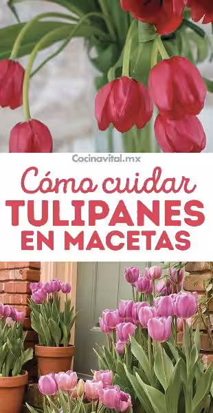 Cómo Cuidar un Tulipán en Maceta: Un Oasis de Color Sostenible en Tu Hogar