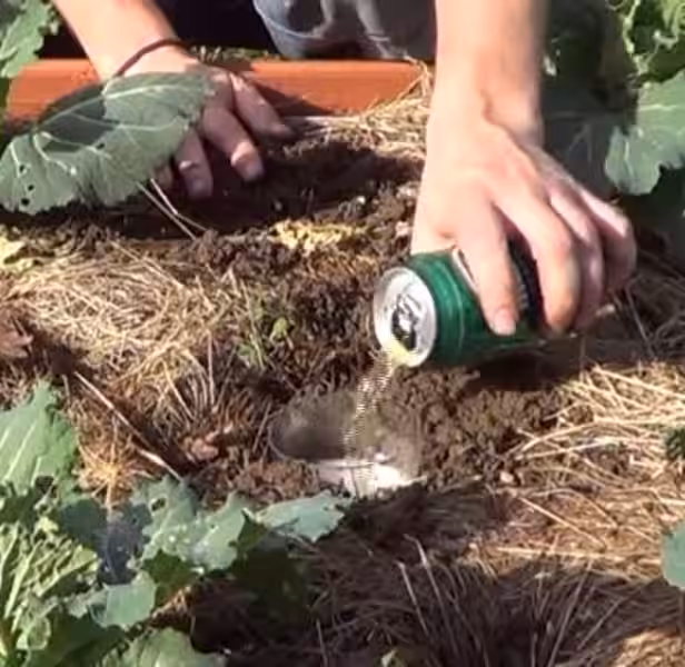 como_eliminar_las_babosas