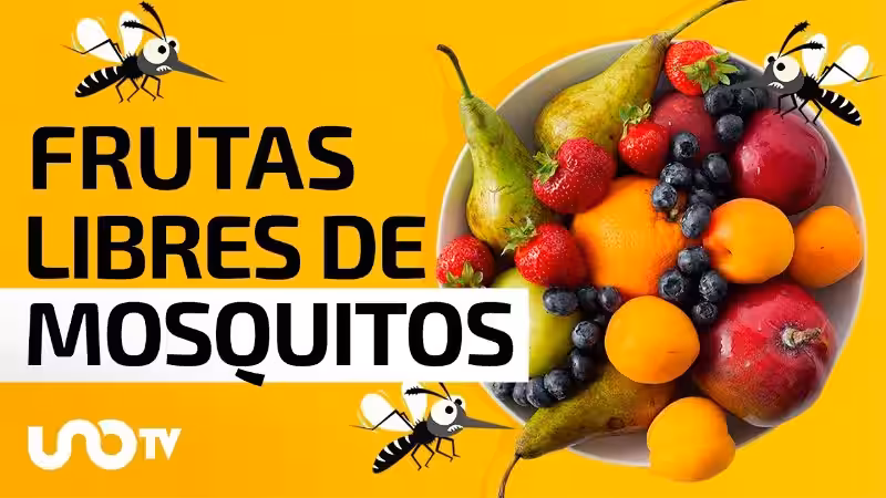 Adiós a los Mosquitos de Fruta: Soluciones Naturales y un Hogar Saludable