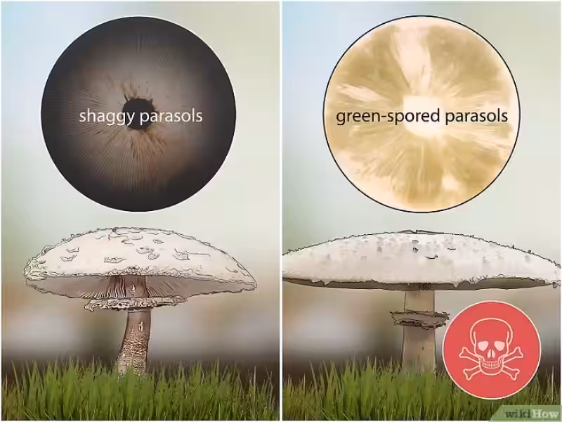 El Delicado Arte de Saber si un Hongo es Venenoso: Una Guía para Amantes de la Naturaleza