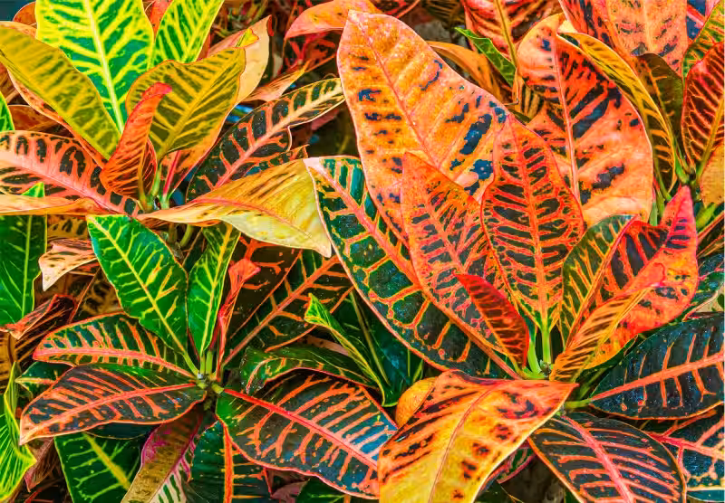 Croton Plant: Un Tesoro Verde para tu Hogar y un Aliado del Medio Ambiente