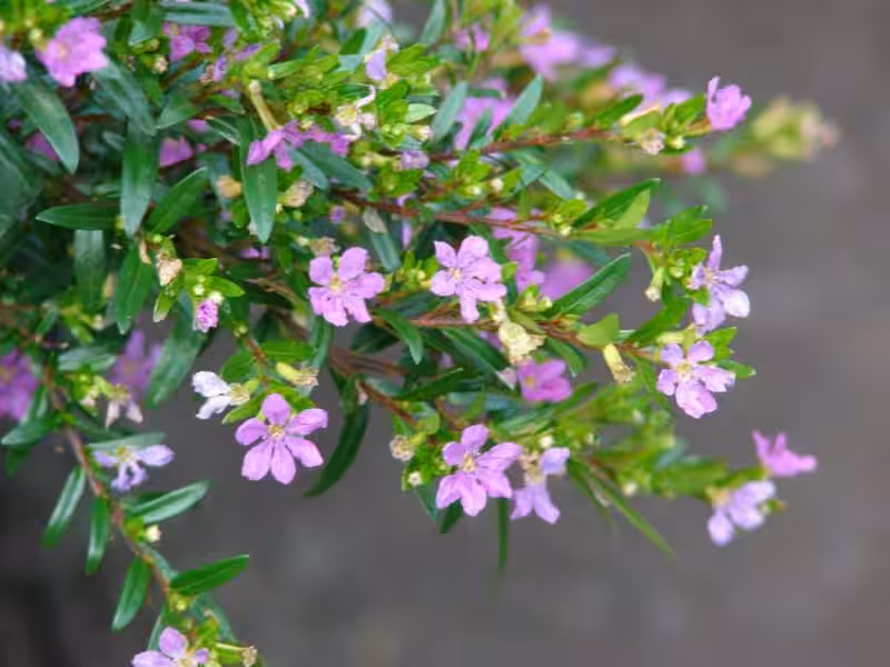 cuphea_hyssopifolia