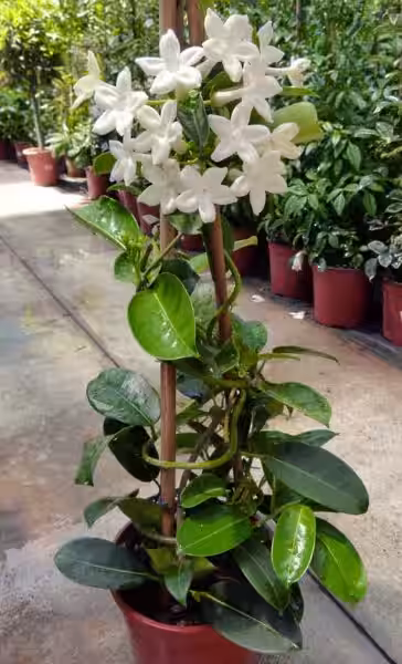 Estefanotis: Un Tesoro Verde para tu Hogar y el Planeta