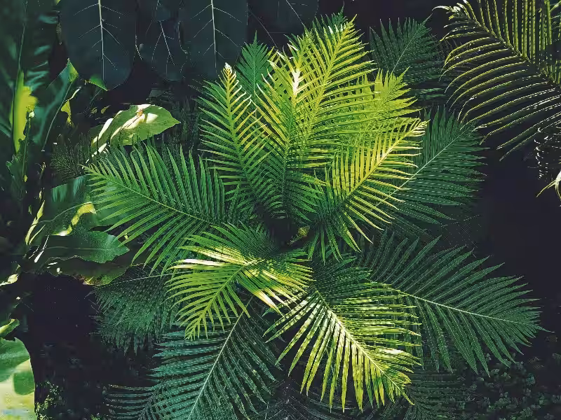 Fotografía de Plantas: Un Viaje Visual por la Biodiversidad y el Cuidado Ambiental