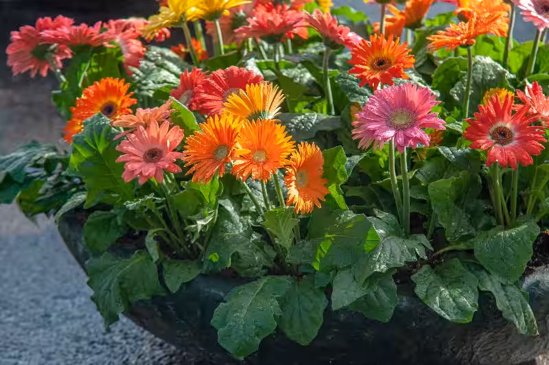 Gerbera Daisy: Un Toque de Color y un Compromiso con Nuestro Planeta