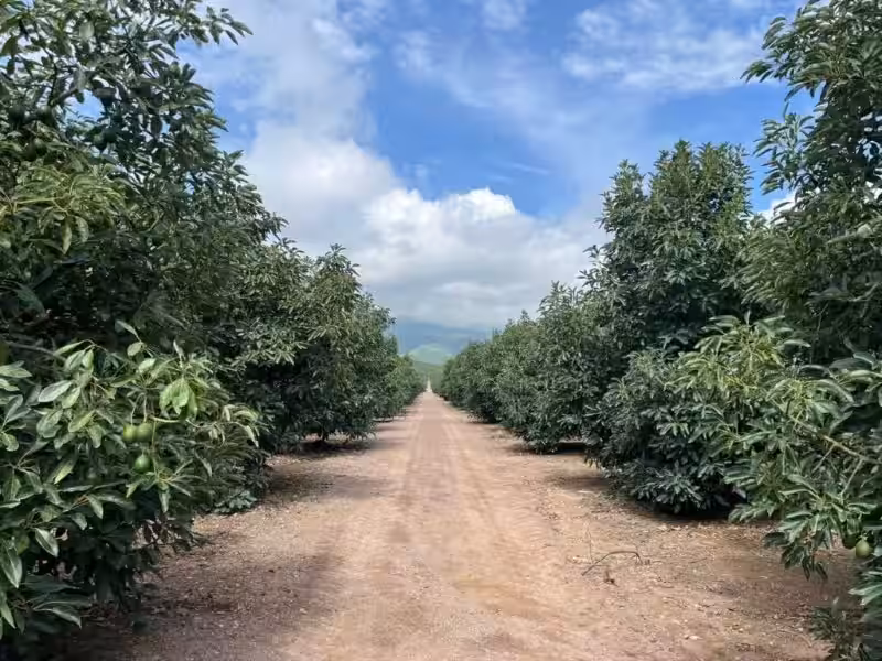 huertas_de_aguacate