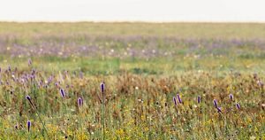 james-mcguire-asume-direcci-n-del-cap-tu