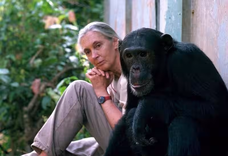 Jane Goodall: Un Legado de Esperanza para el Medio Ambiente y el Cuidado Ambiental