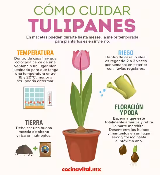 los_tulipanes_cuidados