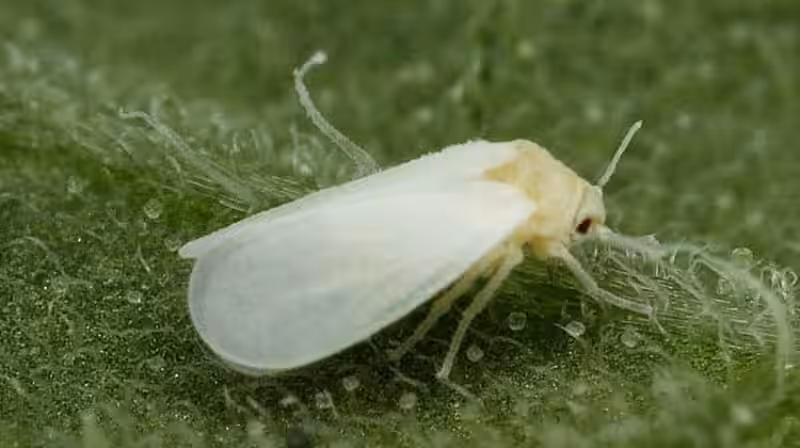 La Mosca Blanca: Un Enemigo Silencioso y Cómo Proteger Nuestro Entorno