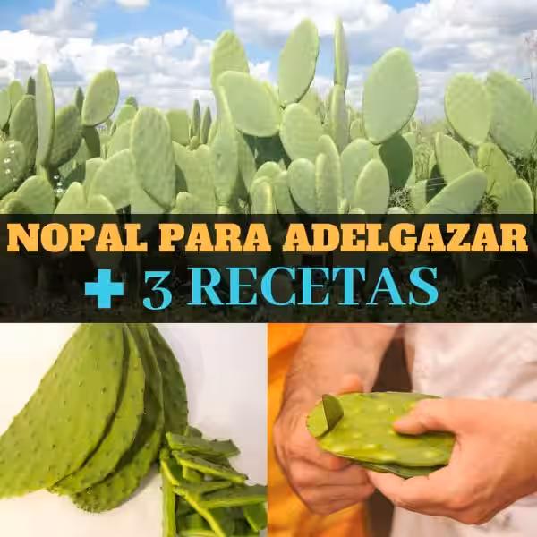 Nopal: Tu Aliado Natural para Adelgazar y Cuidar el Planeta