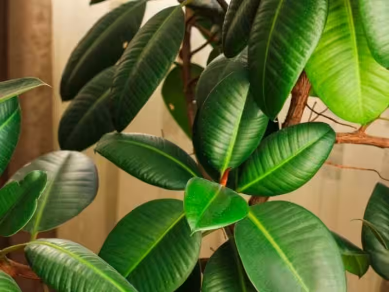 Planta Hule: Cuidados Esenciales para un Hogar Verde y un Planeta Sano