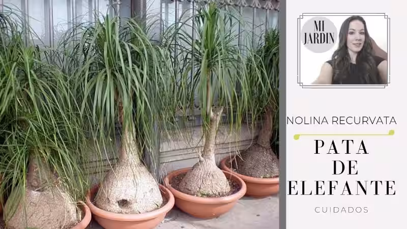 Planta Pata de Elefante: Cuidados Sencillos para un Gigante Verde en tu Hogar y su Rol Ambiental