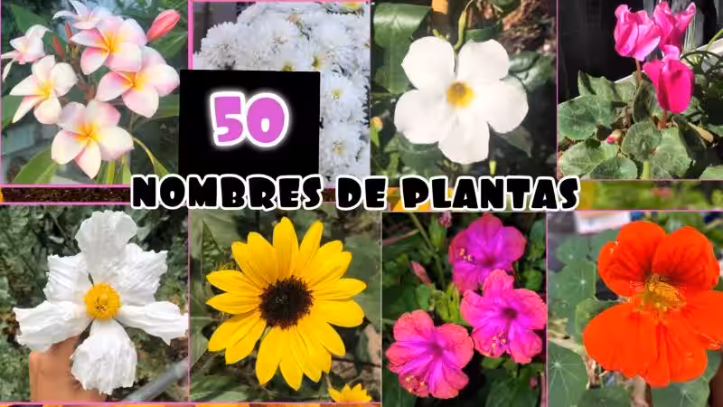 Plantas: Nombres, El Medio Ambiente y Nuestro Cuidado Responsable
