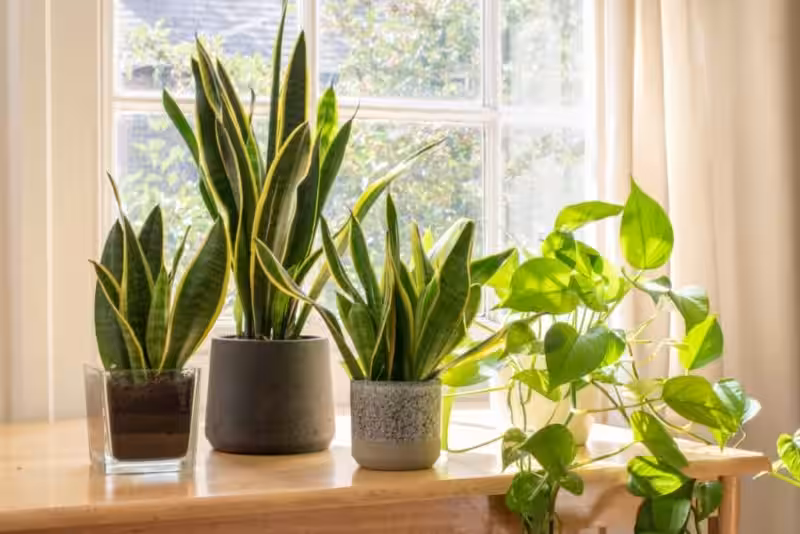 Plantas Purificadoras: Tus Aliadas Naturales para un Hogar y un Planeta Más Saludables