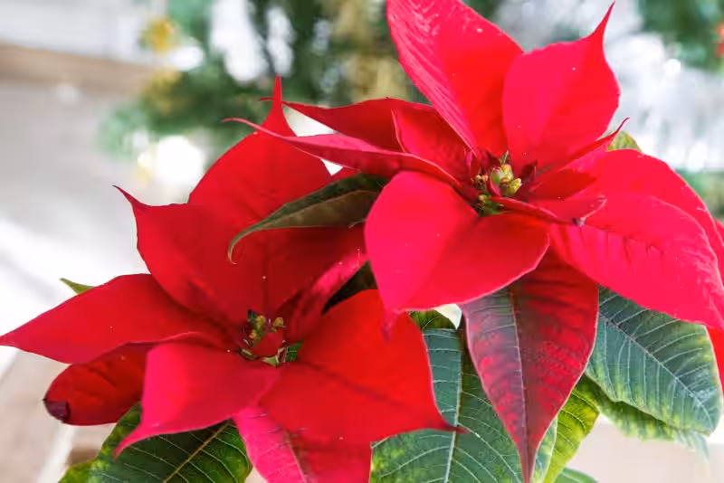 poinsettia