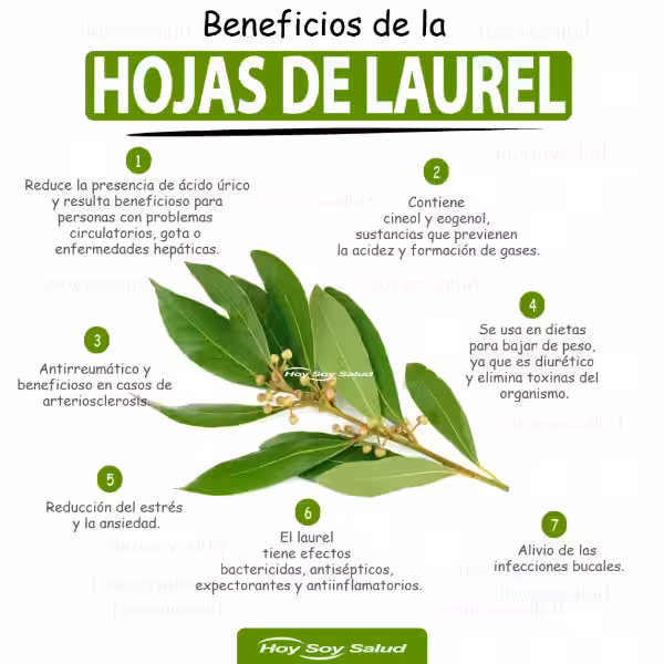 Laurel: Tu Aliado Natural para Adelgazar y un Planeta Más Sano
