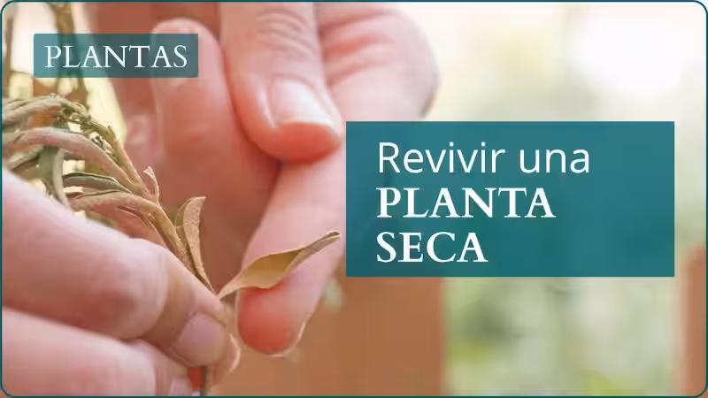 Revivir Plantas Secas: Un Rescate Verde para tu Hogar y el Planeta