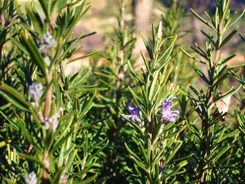 Romero: Un Tesoro Medicinal para Ti y para el Planeta