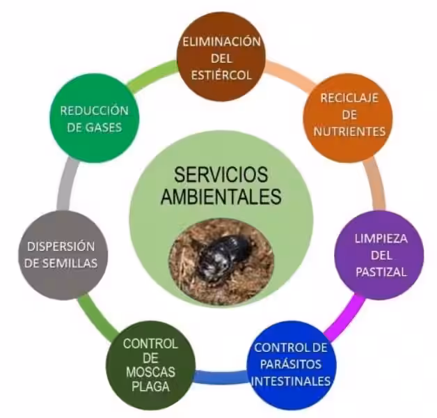 Los Servicios Ambientales: Tesoros Escondidos que Sostienen Nuestra Vida