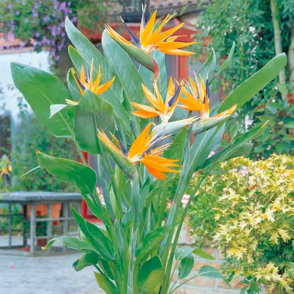 Strelitzia: Un Toque de Naturaleza y Conciencia Ambiental en Tu Hogar
