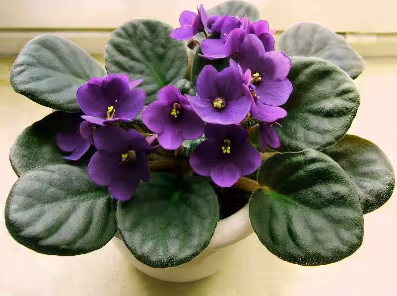 El Encanto Púrpura en Tu Hogar: Dominando los Cuidados de la Violeta Africana y su Vínculo con el Medio Ambiente